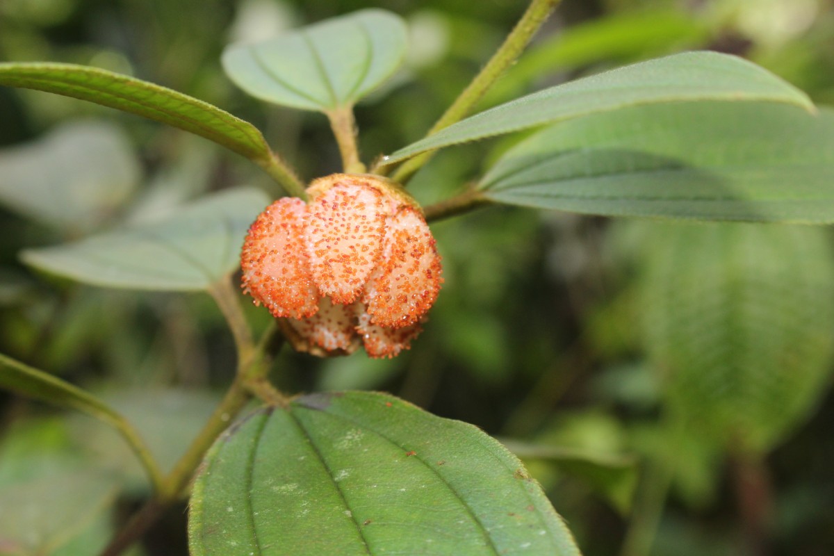 Melastoma sp.